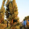 Pinus sylvestris 'Fastigiata' 2